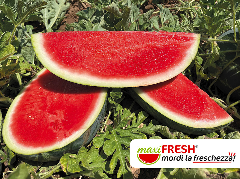 Anguria con polpa maxiFRESH